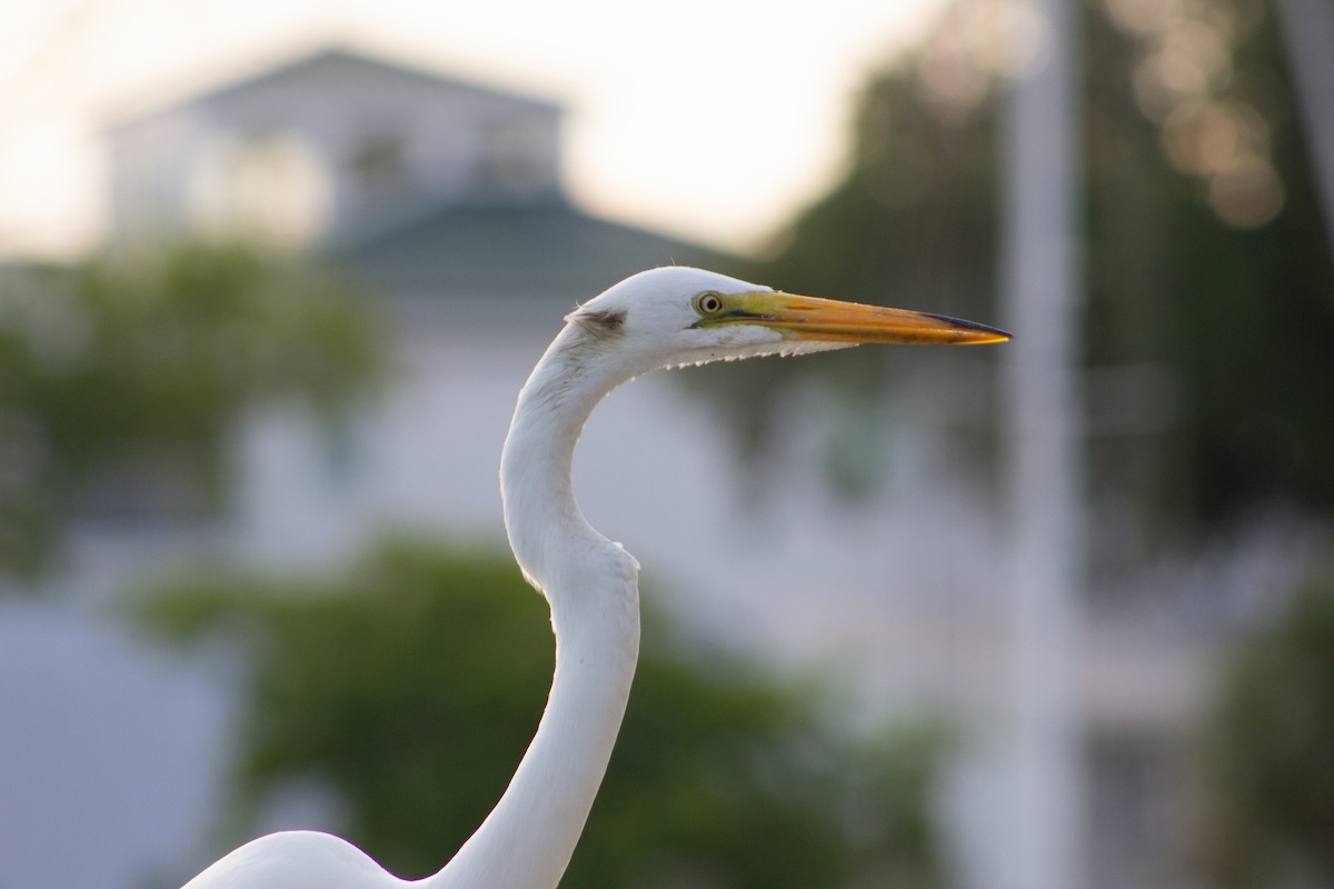 Great Egret - ML638447422