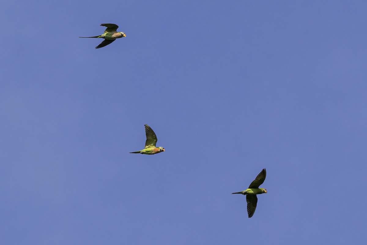 Red-breasted Parakeet - ML638447427