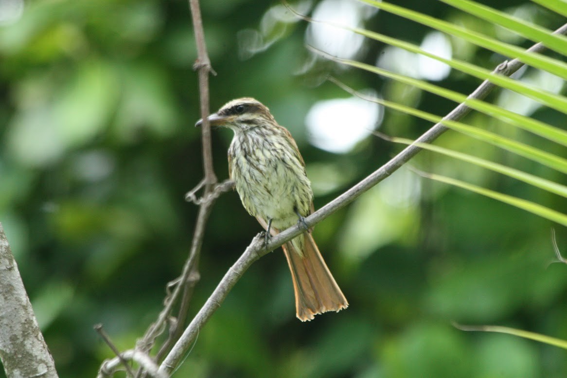Streaked Flycatcher - ML638447428