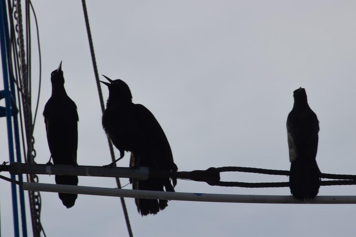 Boat-tailed Grackle - ML638447464