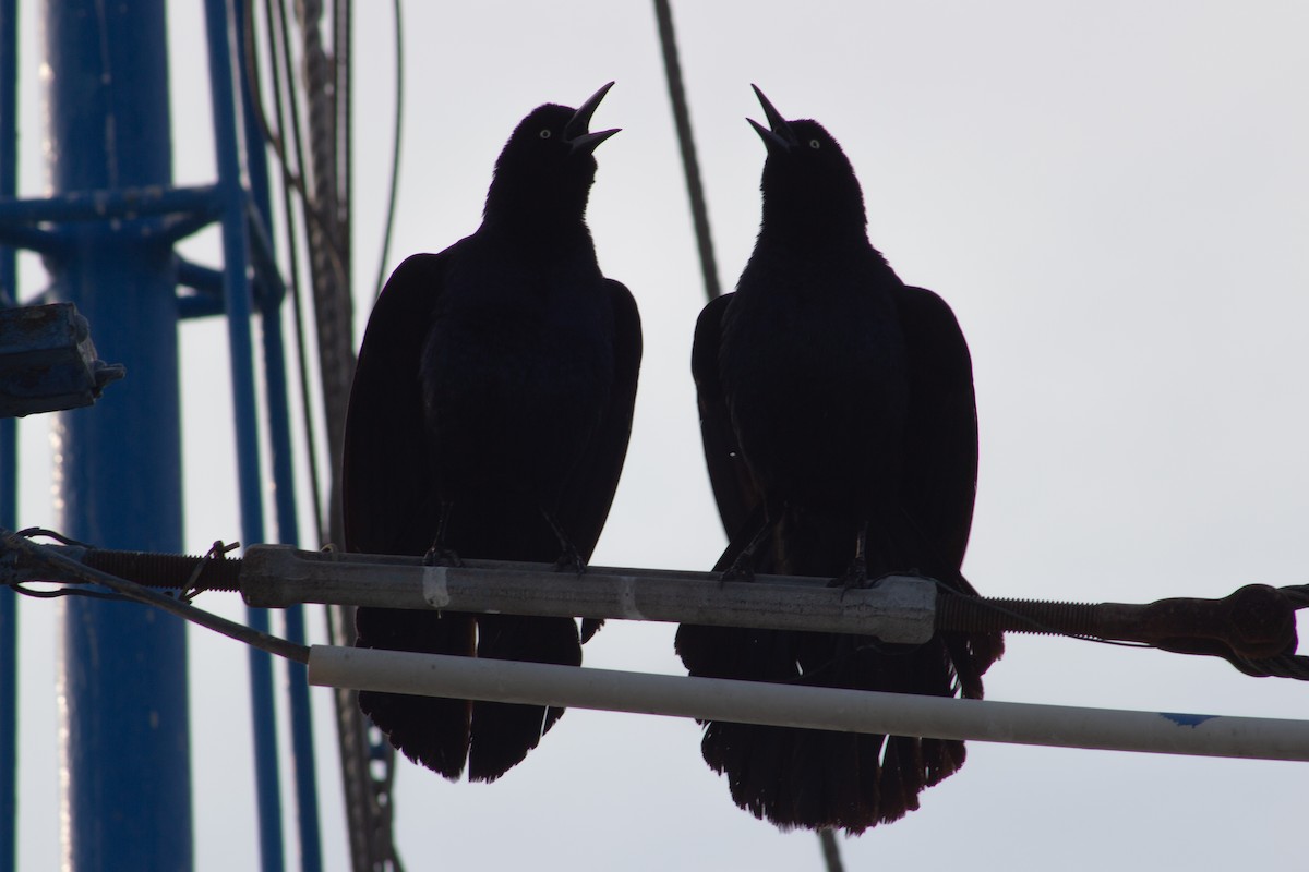 Boat-tailed Grackle - ML638447465