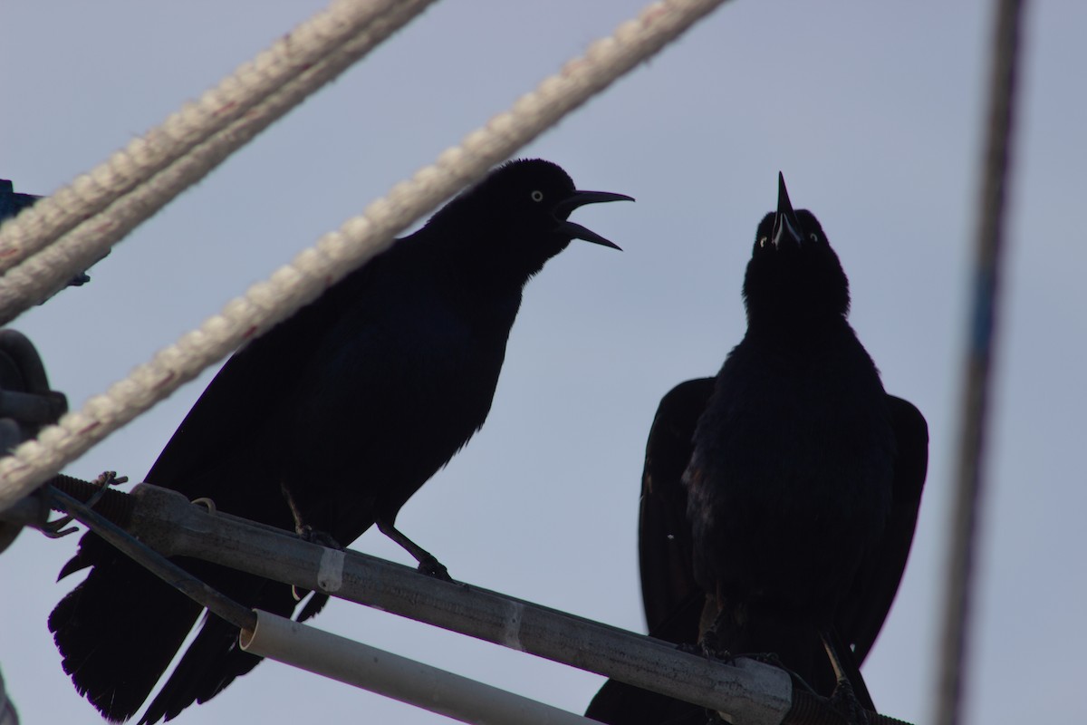 Boat-tailed Grackle - ML638447466