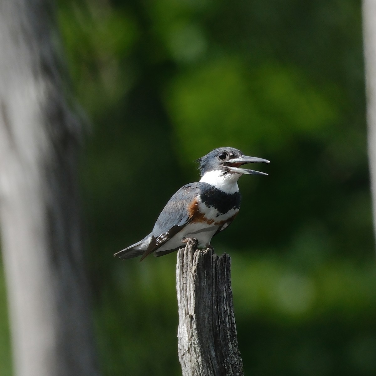 Belted Kingfisher - ML638447513