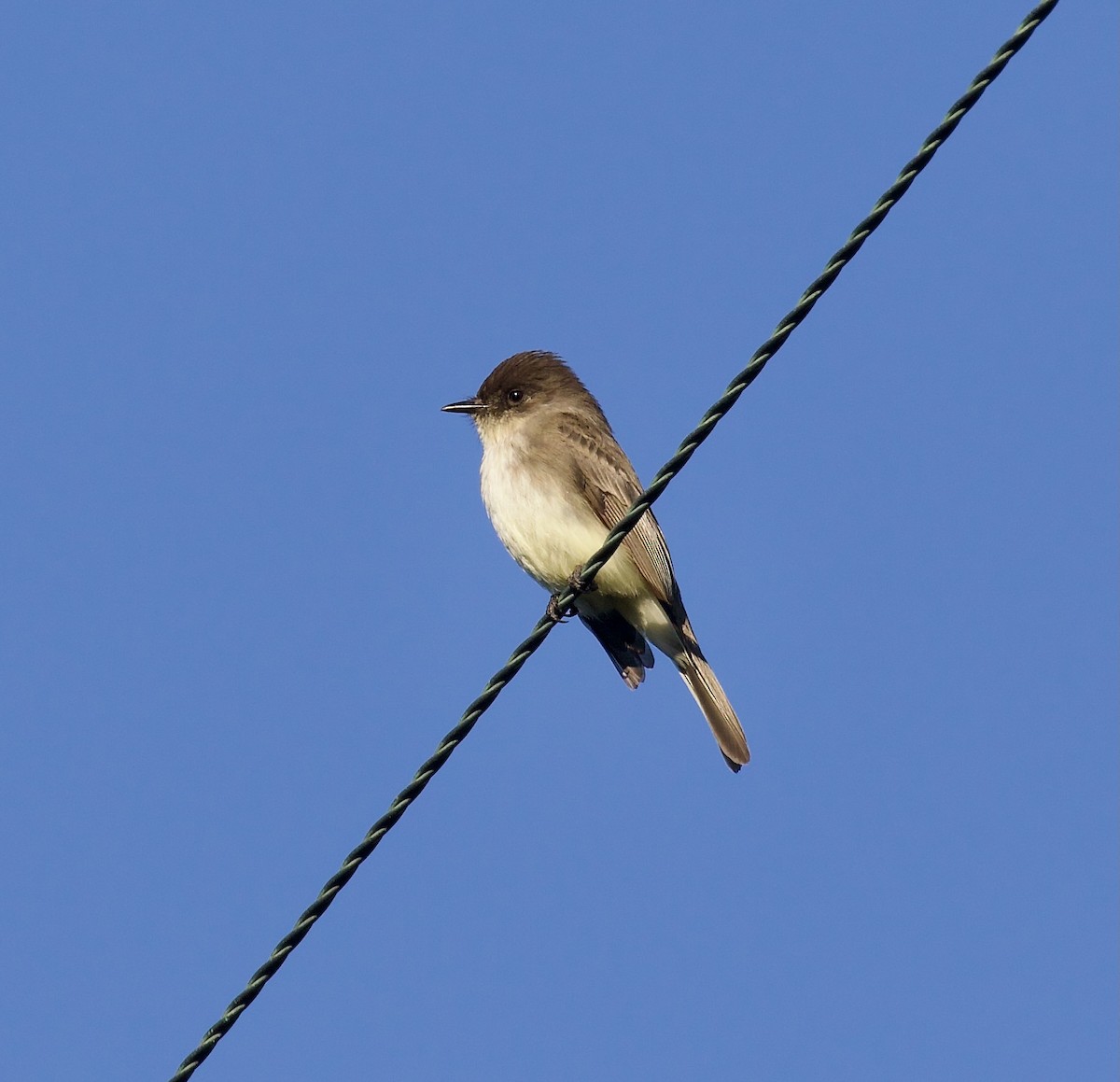 Eastern Phoebe - ML638447563