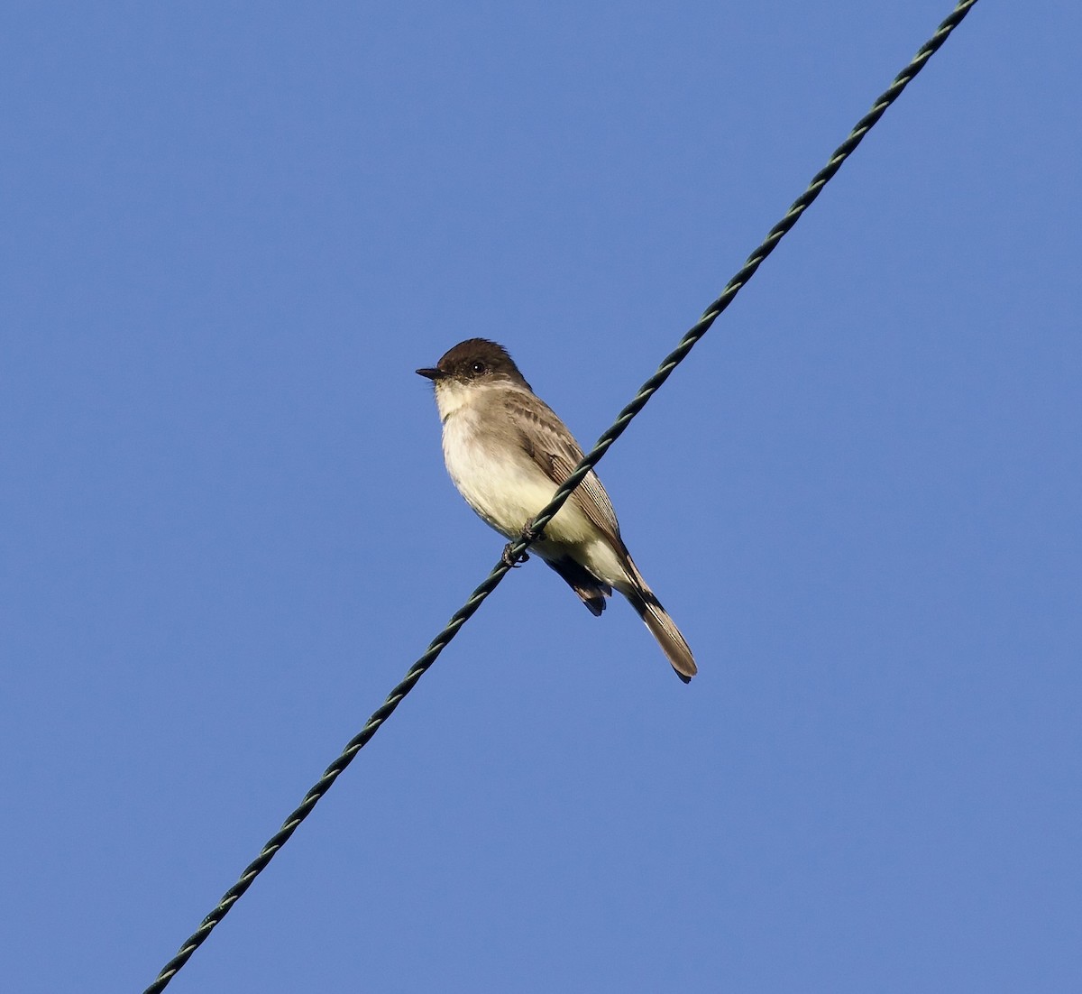 Eastern Phoebe - ML638447564