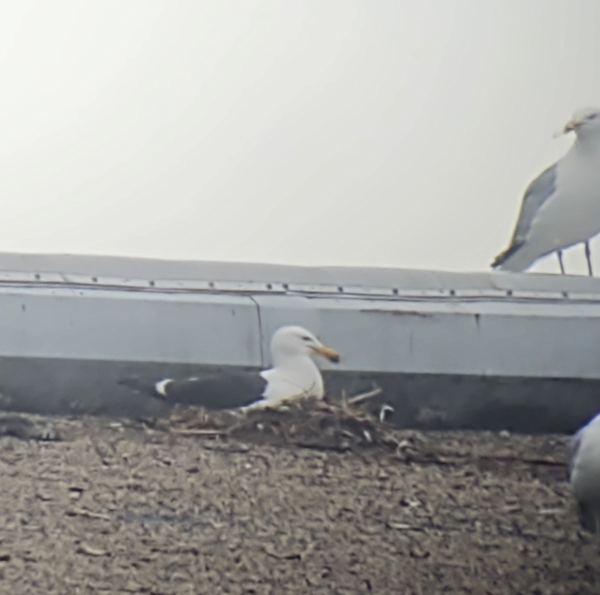 Kelp Gull - ML638447570