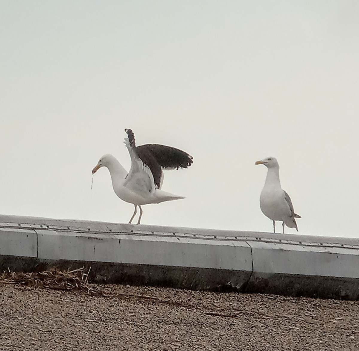 Kelp Gull - ML638447571