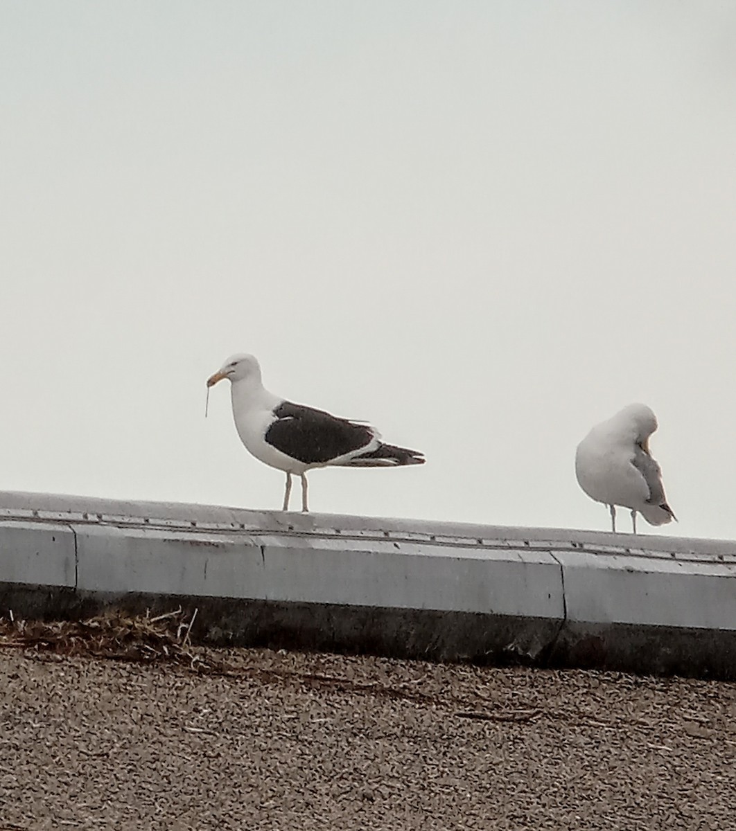 Kelp Gull - ML638447572