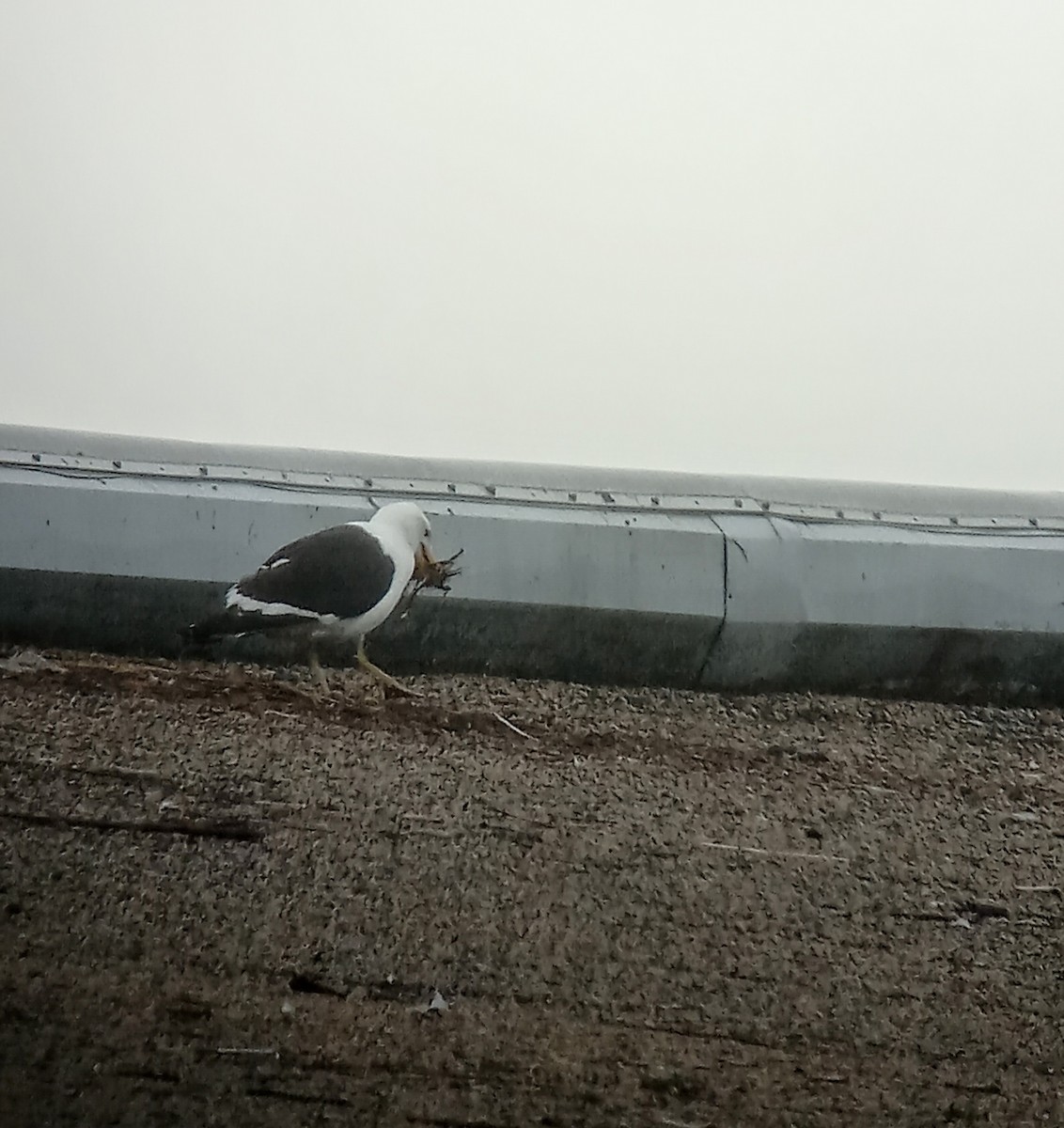 Kelp Gull - ML638447575