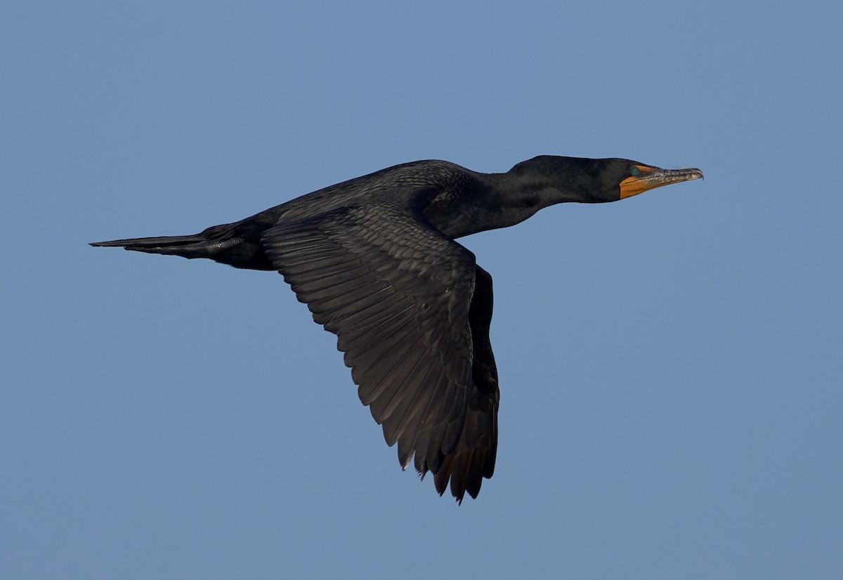 Double-crested Cormorant - ML638447581