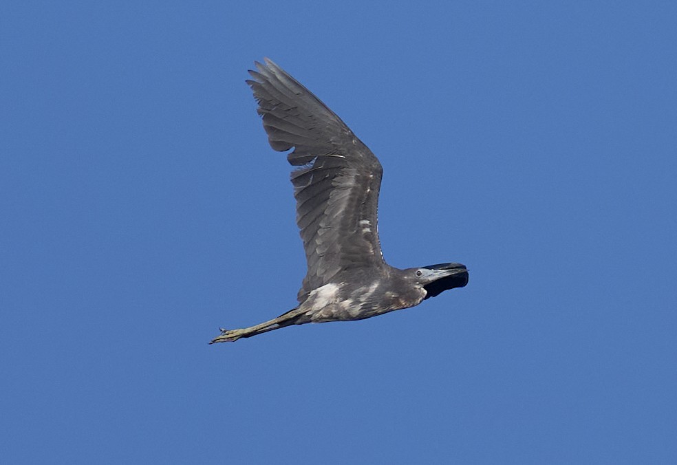Little Blue Heron - ML638447590