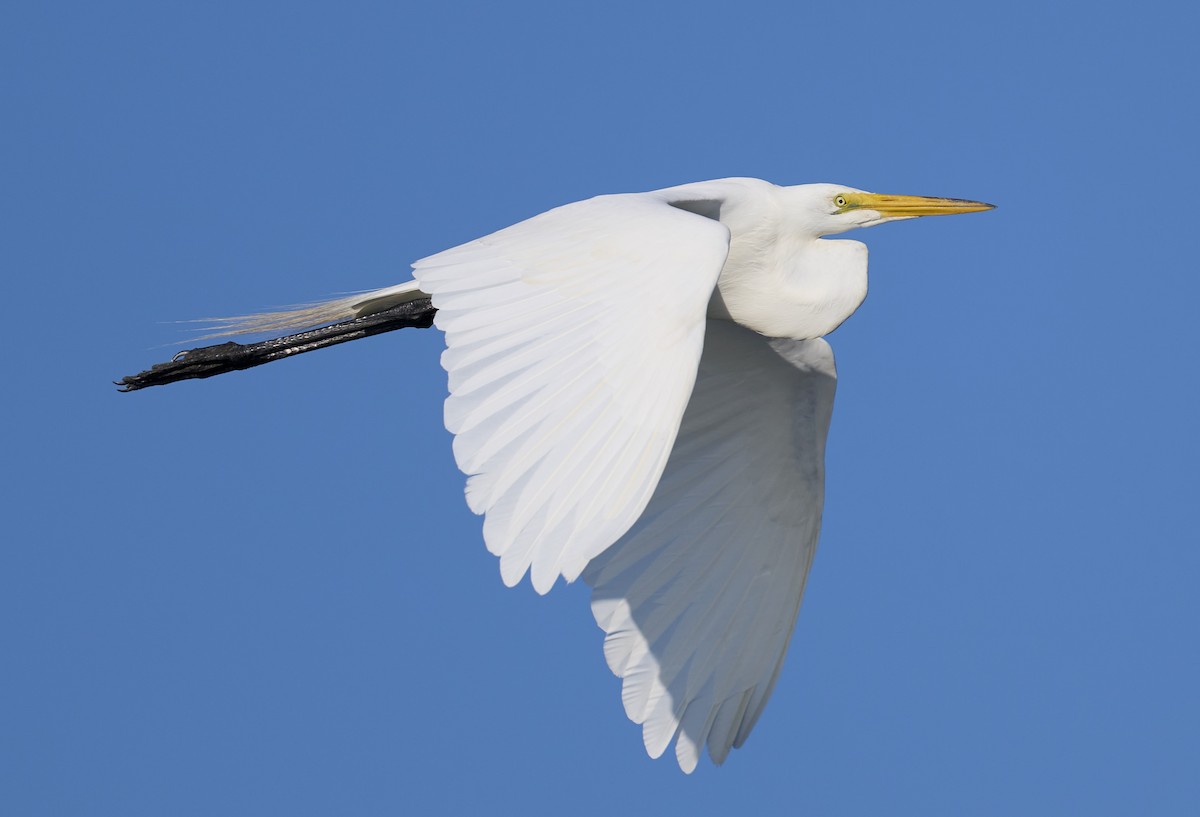 Great Egret - ML638447592