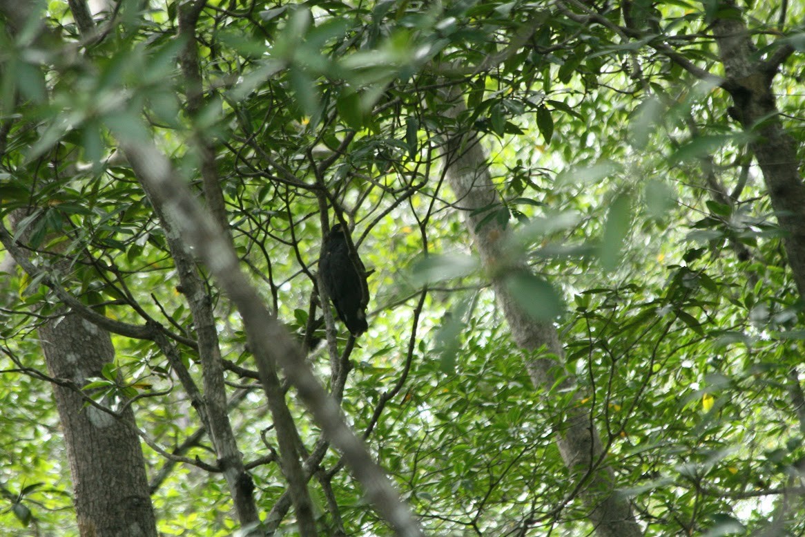 Common Black Hawk - ML638447656