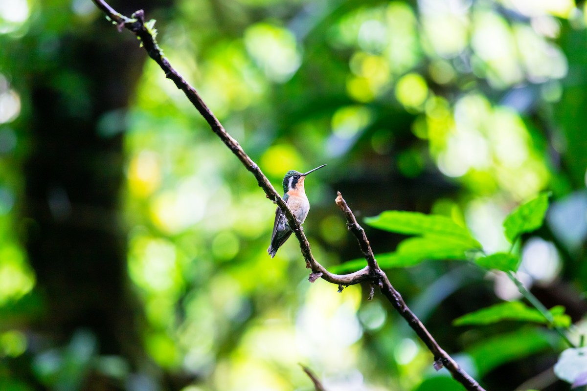 Purple-throated Mountain-gem - ML638447700