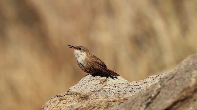 Canyon Wren - ML638447706