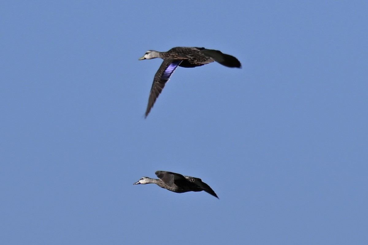 Mottled Duck (Florida) - ML638447716