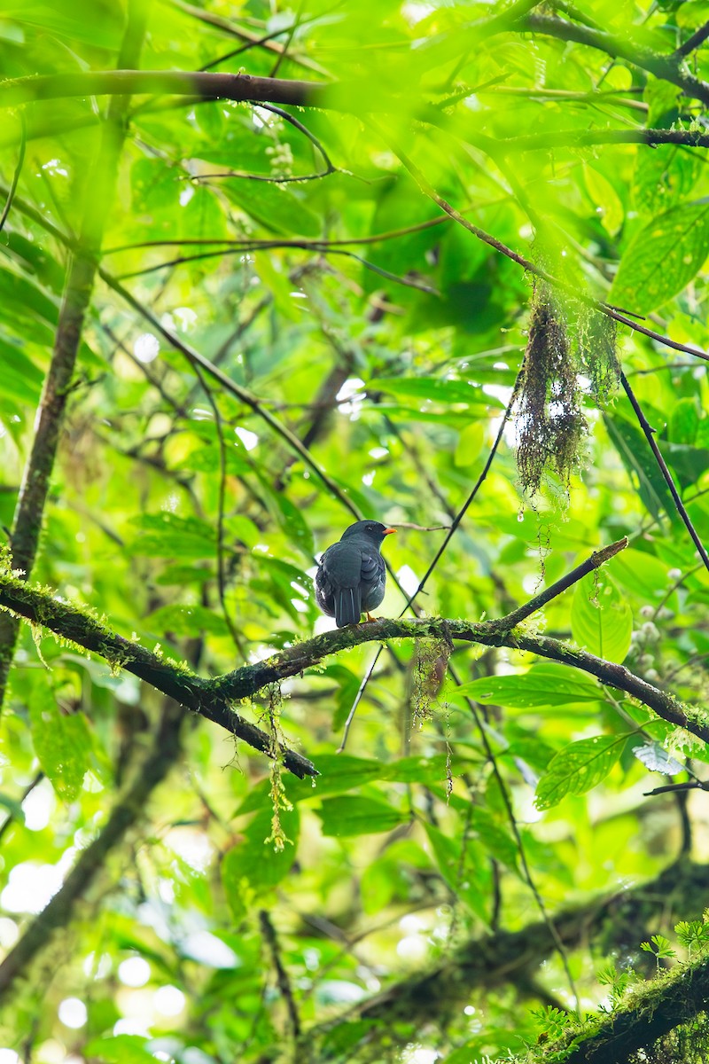 Black-faced Solitaire - ML638447748