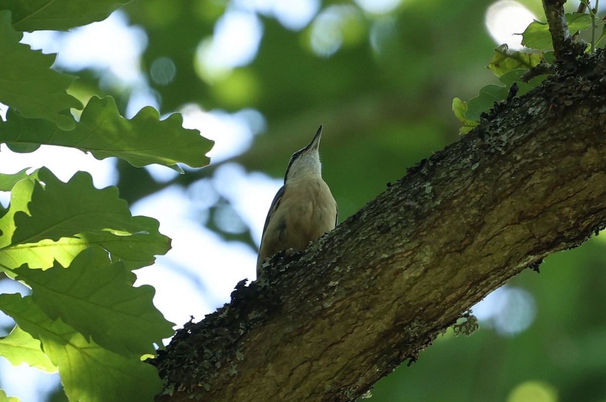 Garrapo eurasiarra - ML638447766
