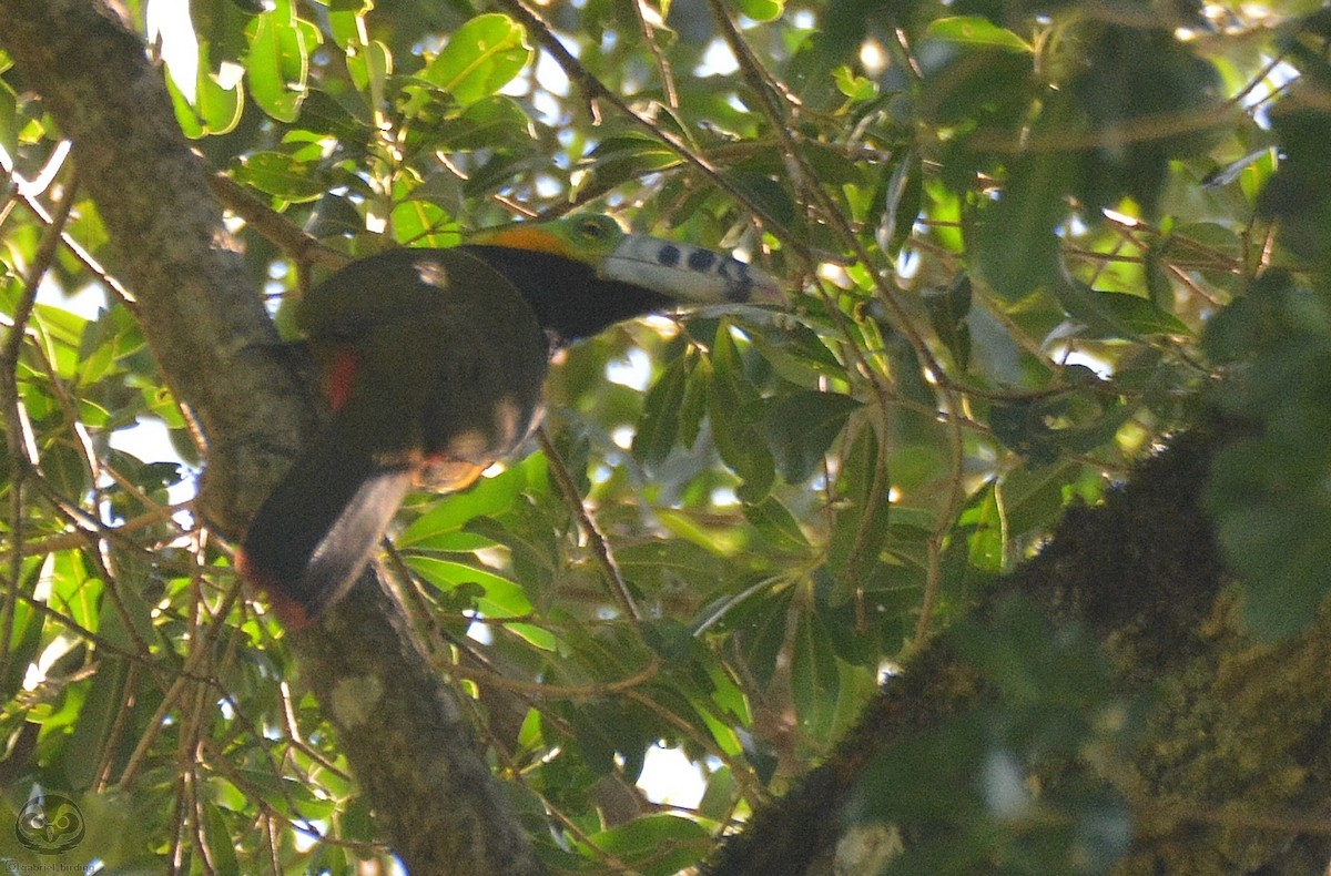 Spot-billed Toucanet - ML638447800