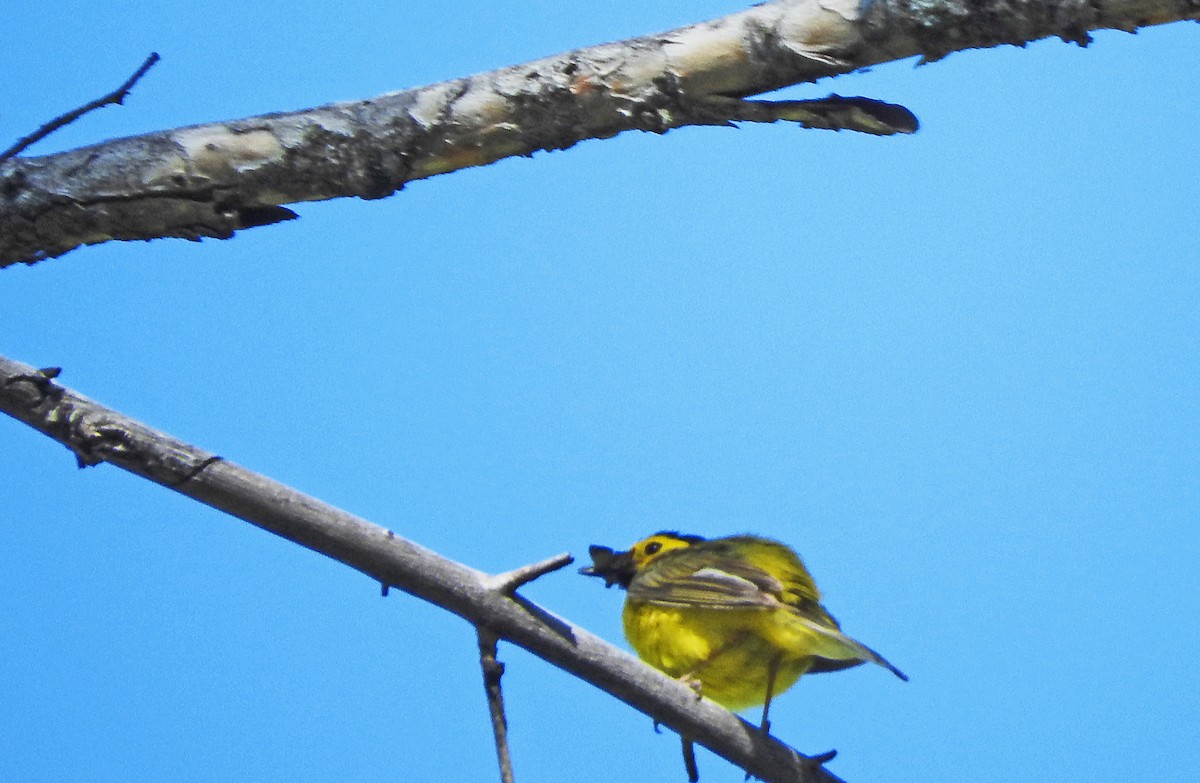 Hooded Warbler - ML638447803