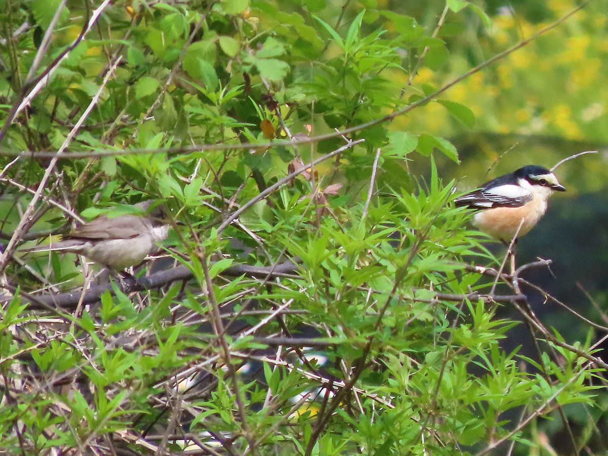 Eastern Orphean Warbler - ML638447821