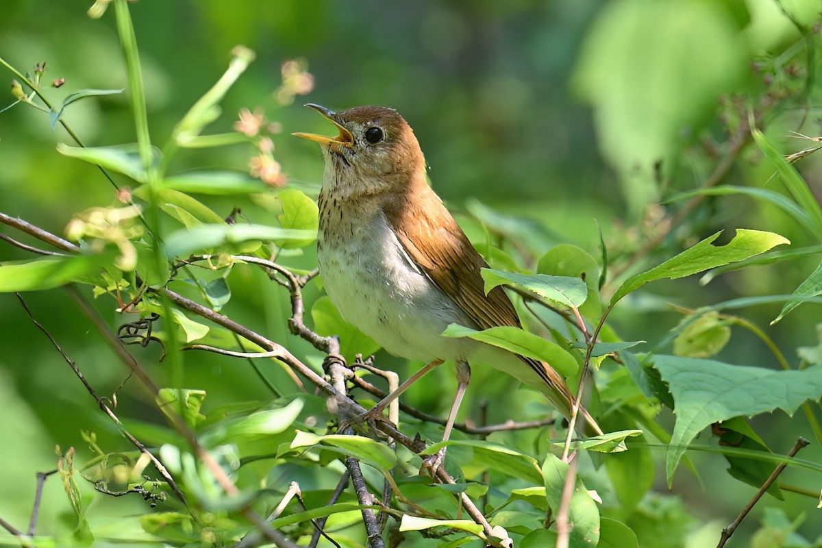 Veery - ML638447845