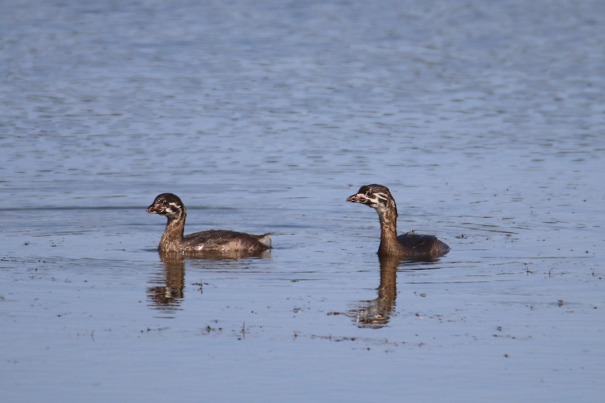 Pied-billed Grebe - ML638447868