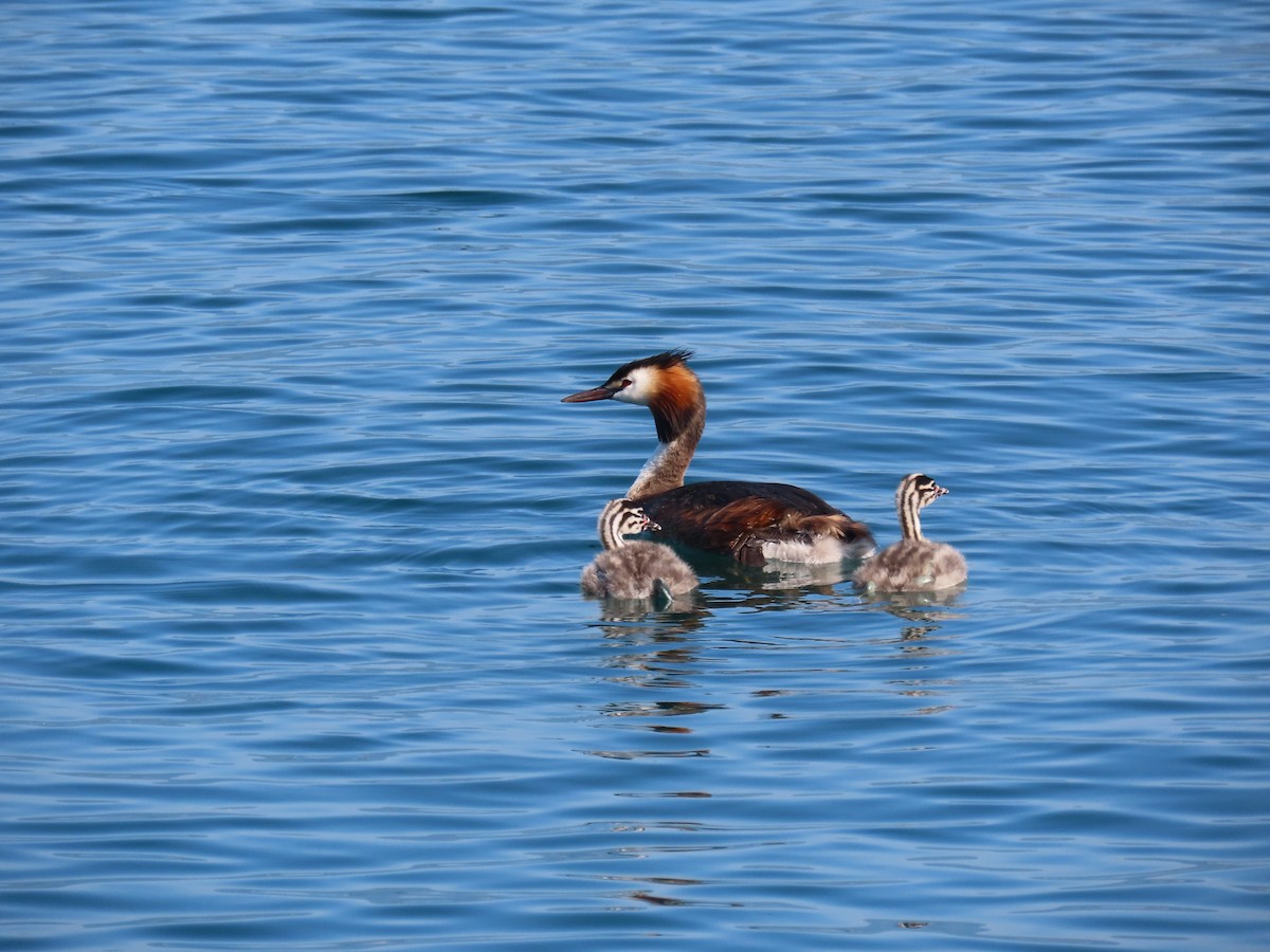 Great Crested Grebe - ML638447871