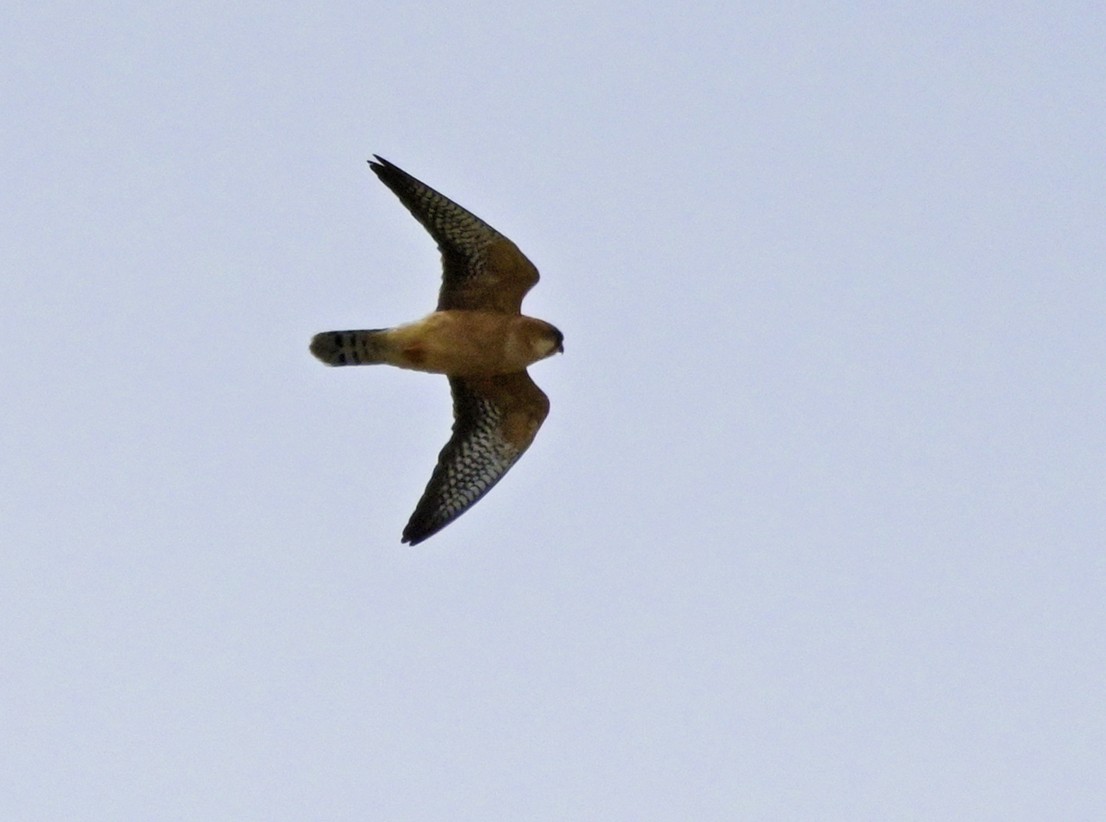 Red-footed Falcon - ML638447883
