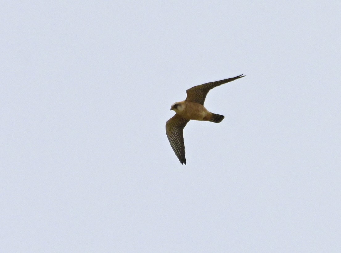 Red-footed Falcon - ML638447884