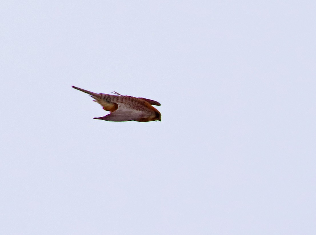 Red-footed Falcon - ML638447885