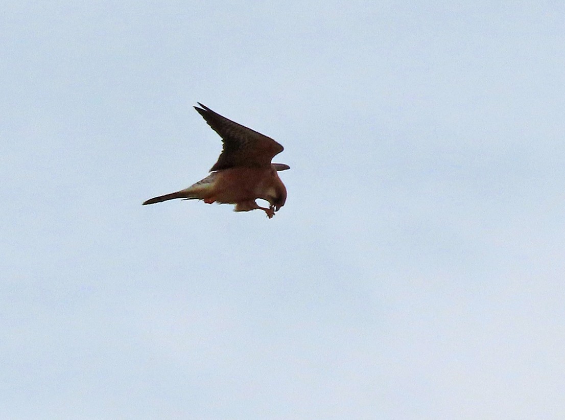 Red-footed Falcon - ML638447886