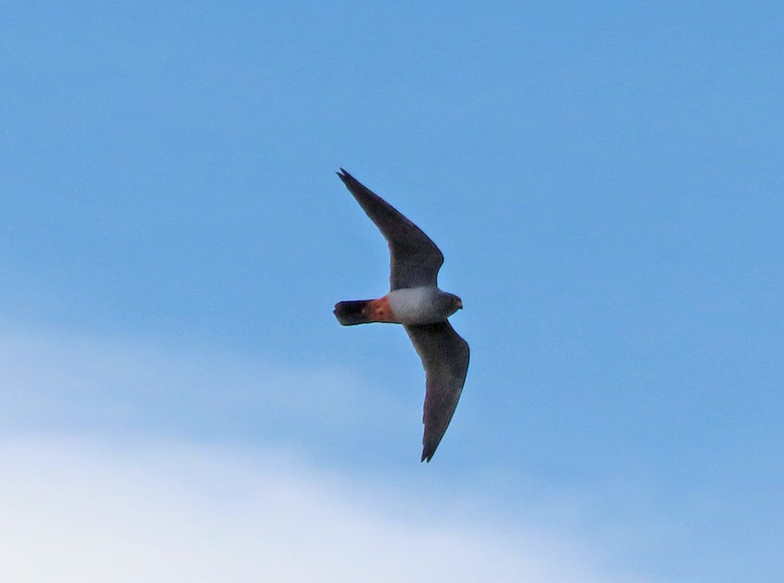 Red-footed Falcon - ML638447887