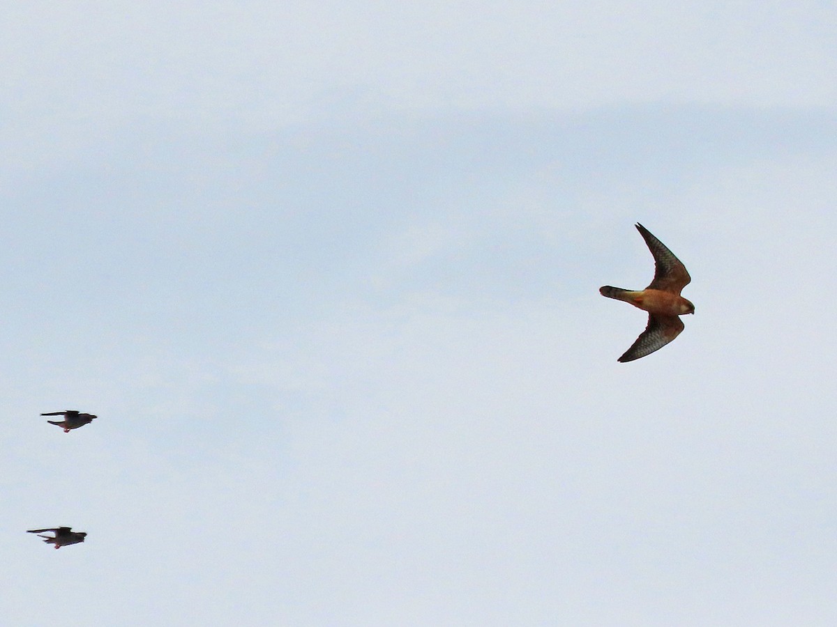 Red-footed Falcon - ML638447888