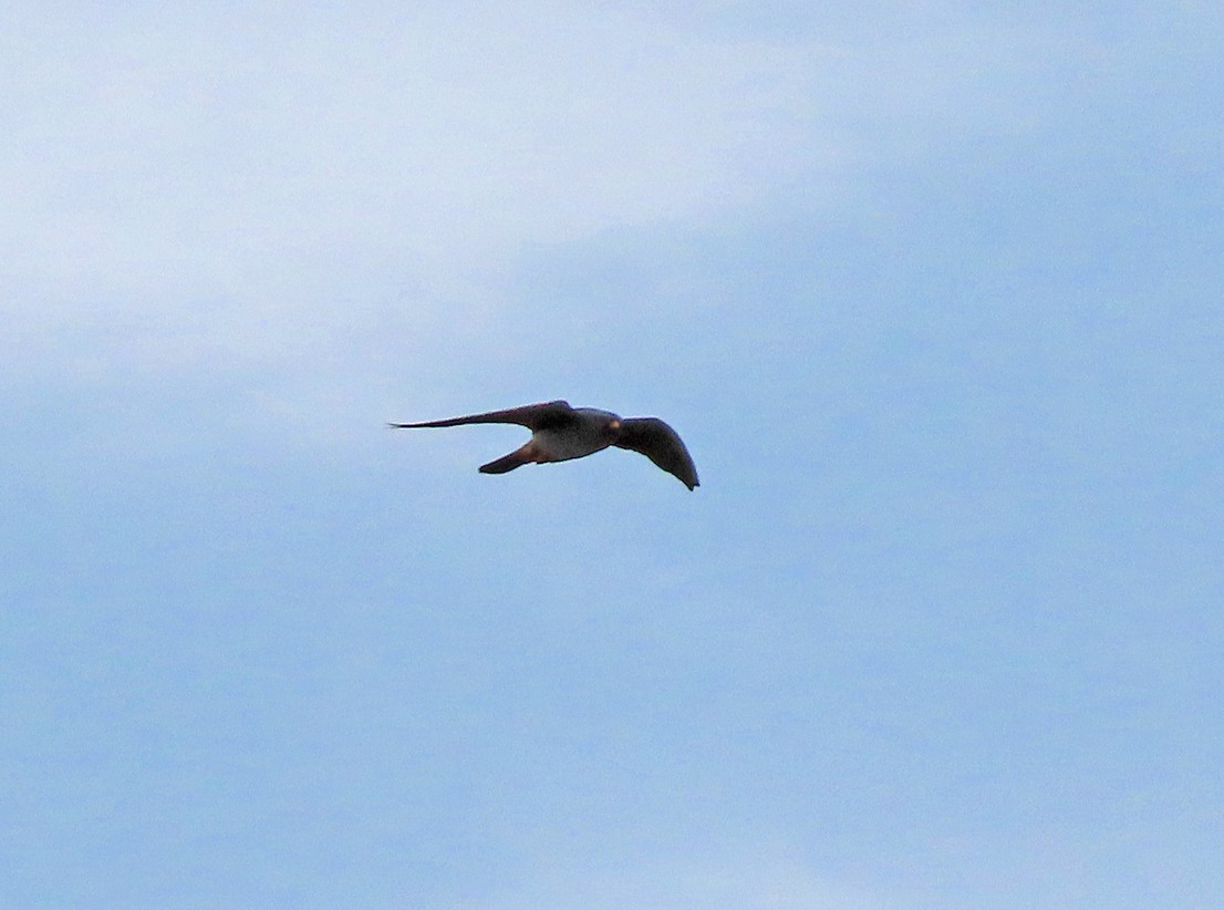 Red-footed Falcon - ML638447889