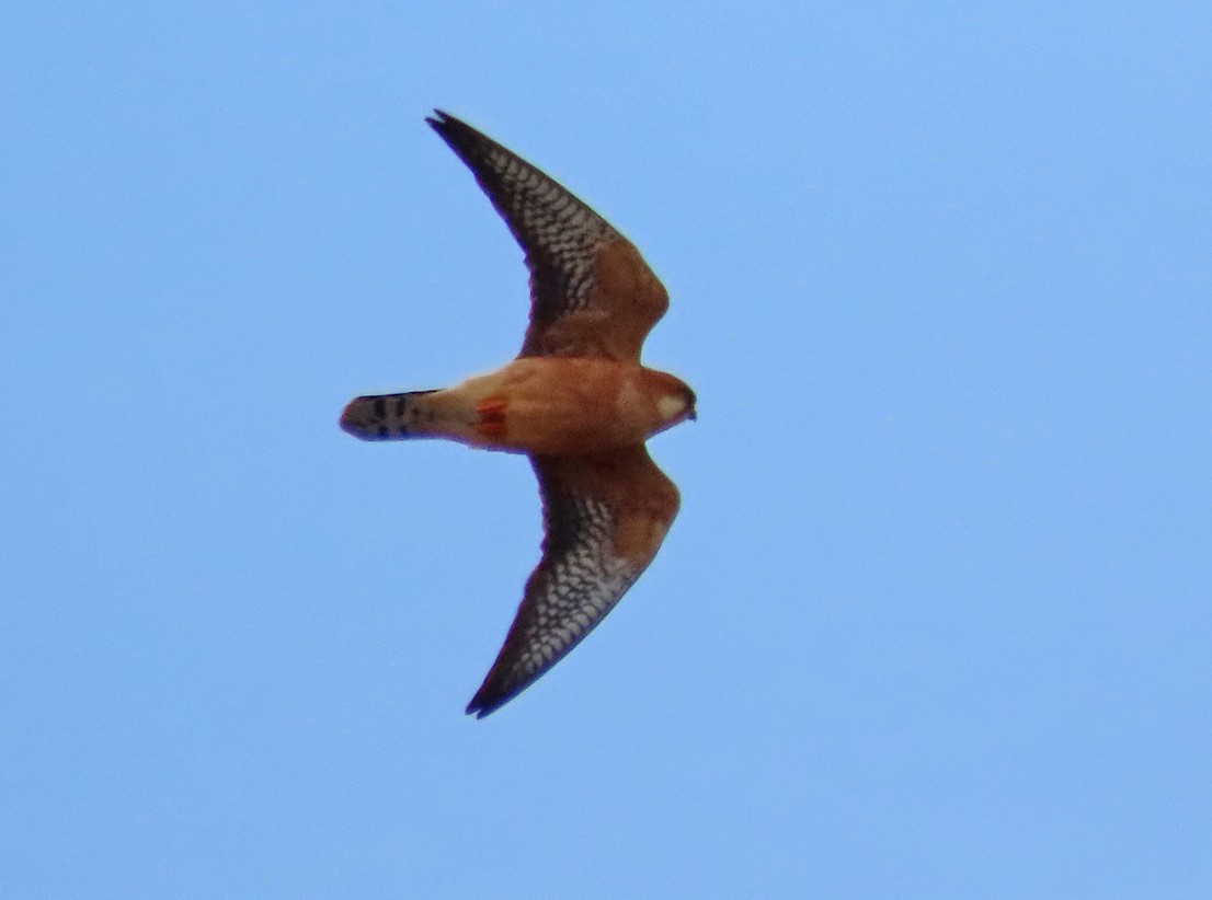 Red-footed Falcon - ML638447890