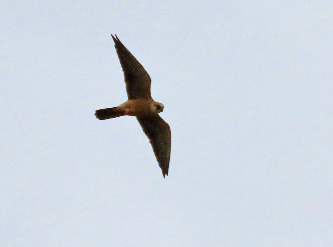 Red-footed Falcon - ML638447891