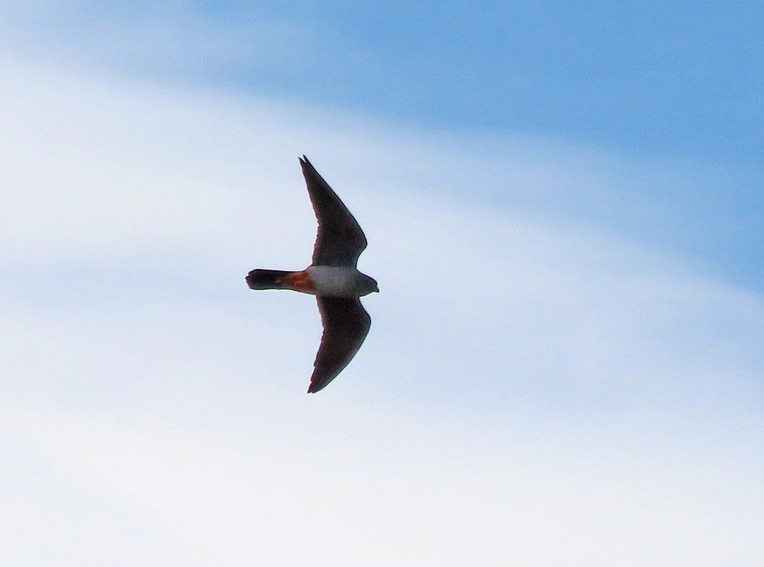 Red-footed Falcon - ML638447892