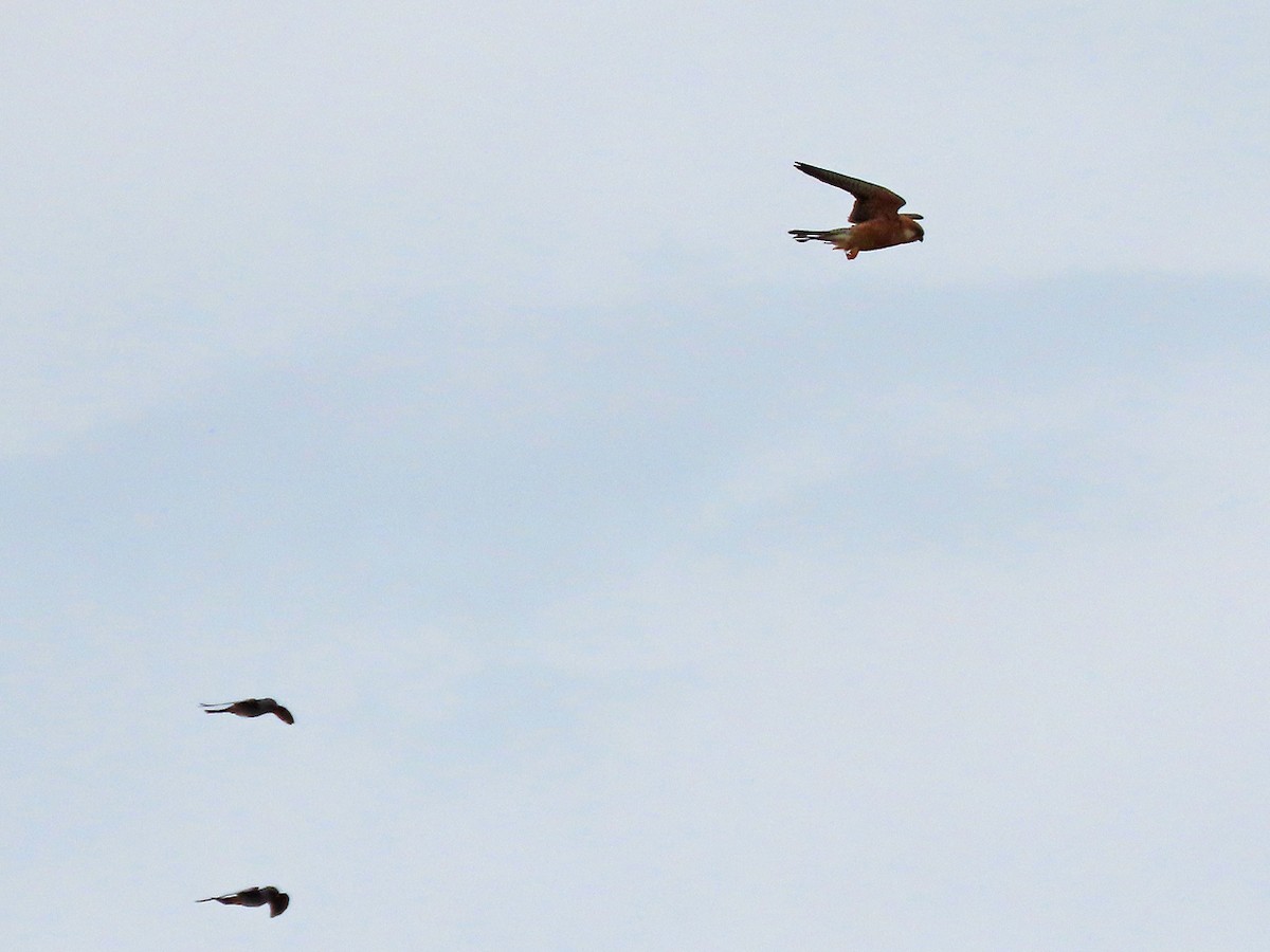 Red-footed Falcon - ML638447893
