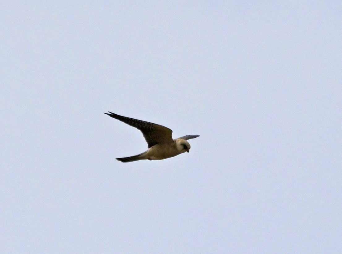 Red-footed Falcon - ML638447894