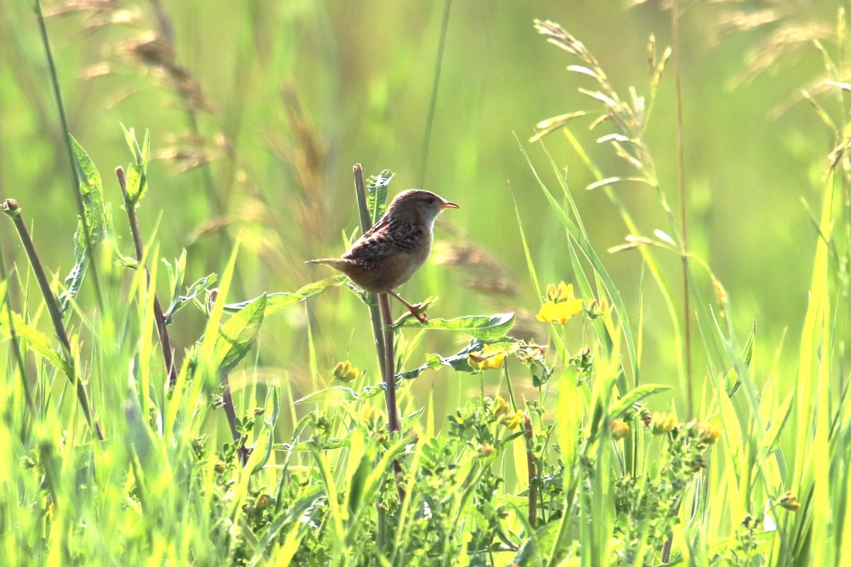 Sedge Wren - ML638447907