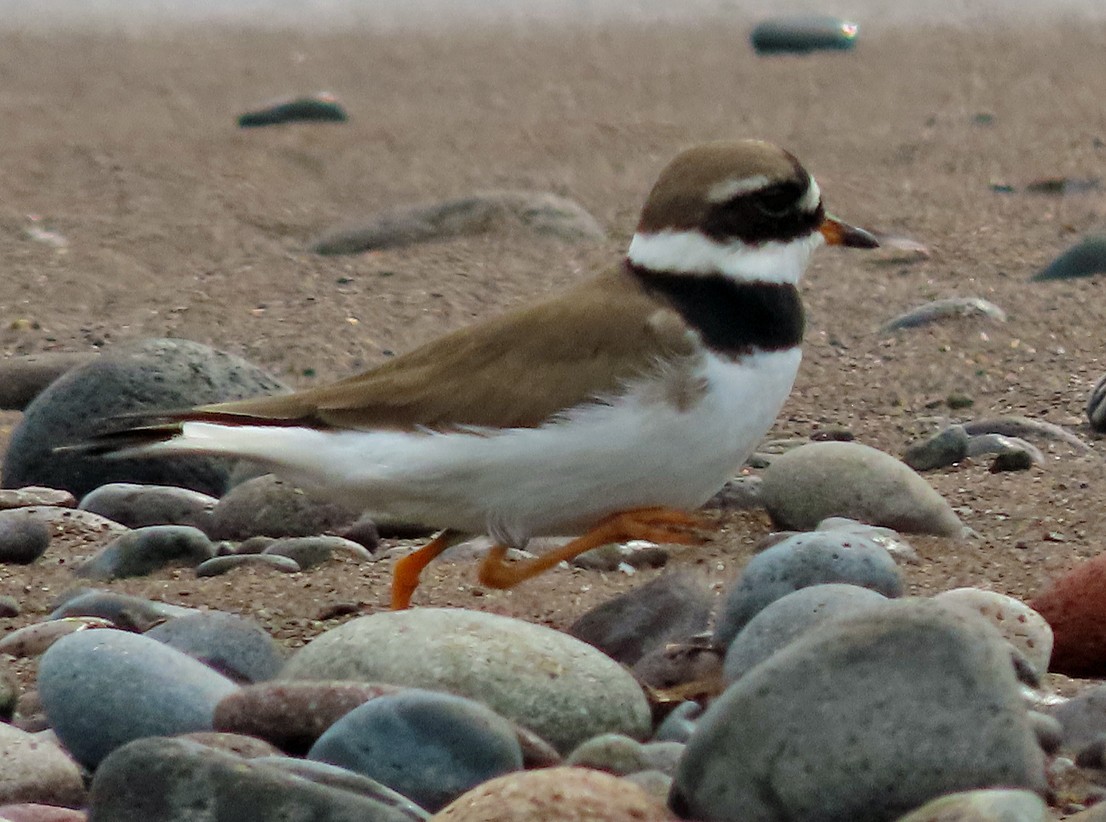 Common Ringed Plover - ML638447916