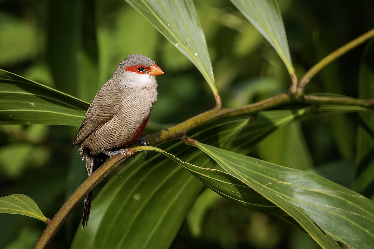 Common Waxbill - ML638447921