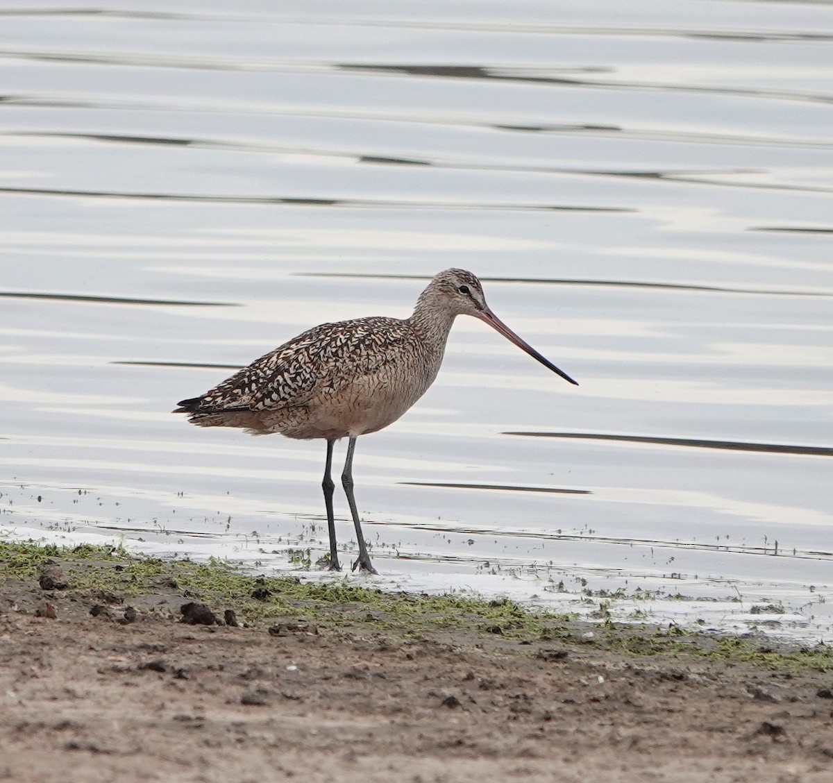 Marbled Godwit - ML638447924