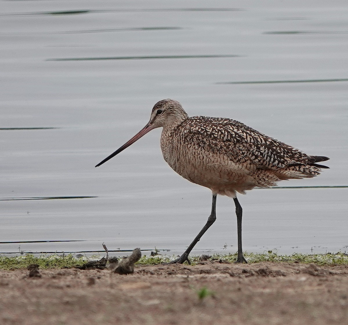 Marbled Godwit - ML638447930