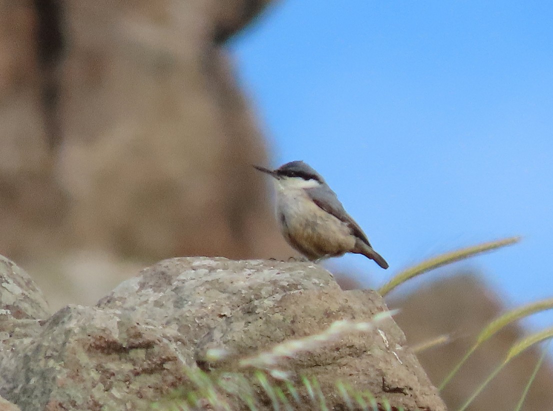Western Rock Nuthatch - ML638447950