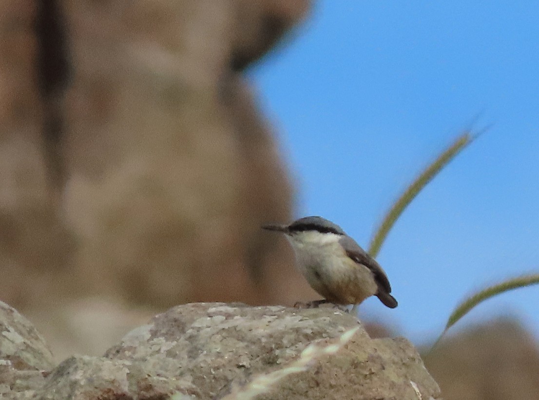 Western Rock Nuthatch - ML638447951