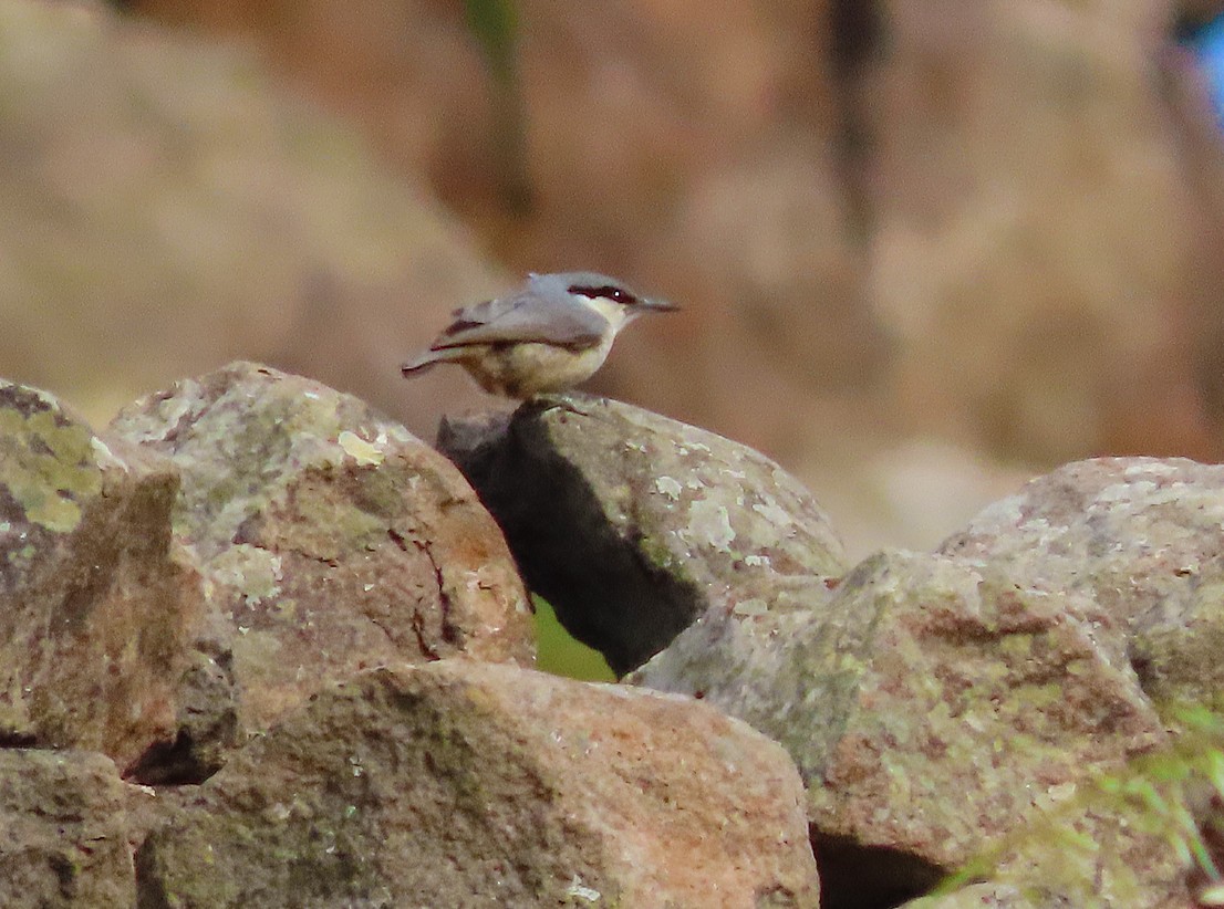 Western Rock Nuthatch - ML638447952