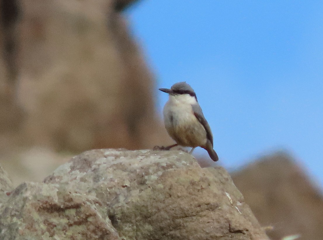 Western Rock Nuthatch - ML638447953
