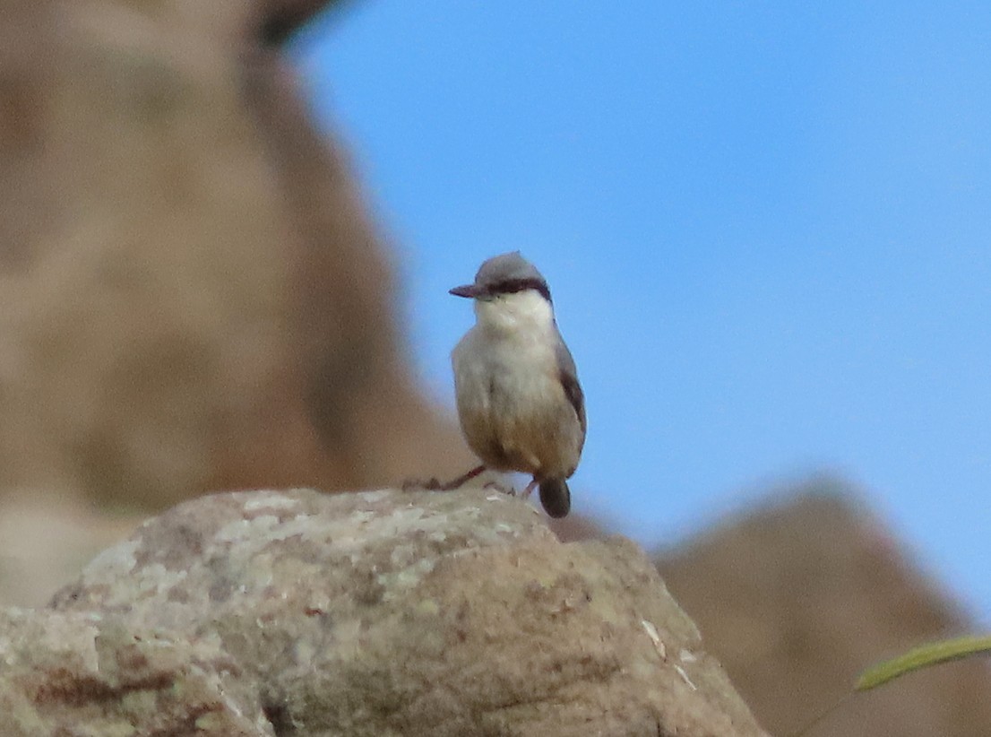 Western Rock Nuthatch - ML638447954